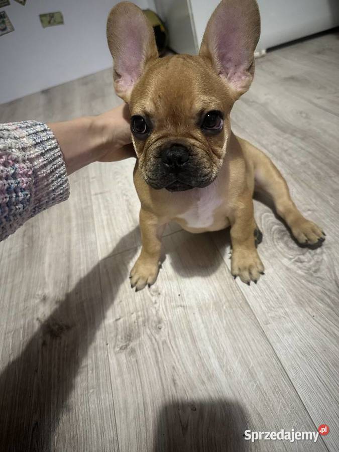 Buldog francuski Zwierzęta sprzedam
