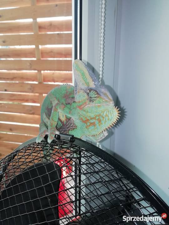 Kameleon Jemeński samiec w pełni wyposażone Gady i płazy Lublin