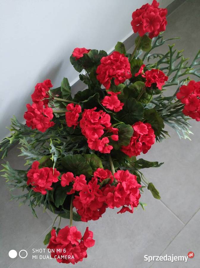 Pelargonie żywe Straszęcin