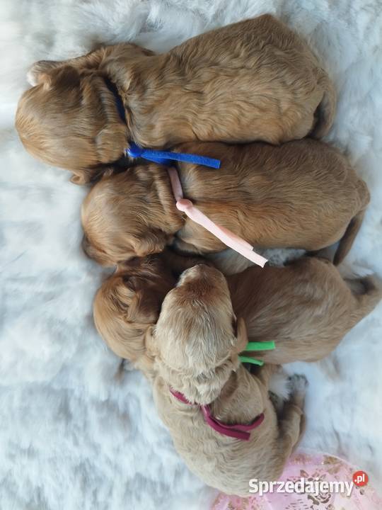 Cavapoo f1b sprzedam