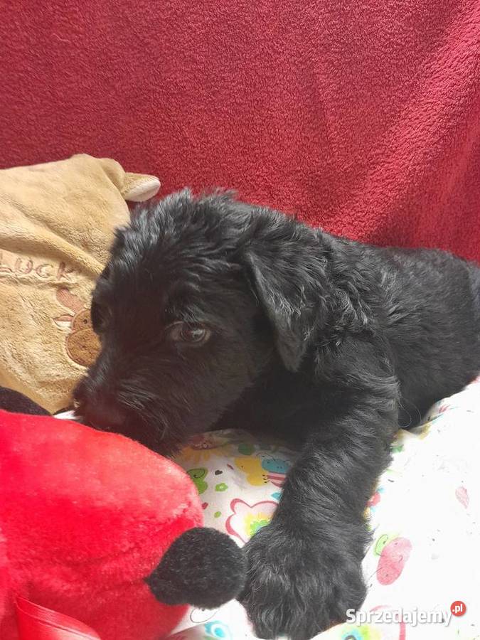 Sznaucer olbrzym szczenięta FCI Rozniszew