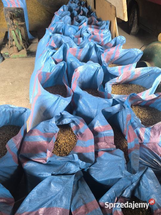 Owies odmiana BINGO Zboża Skrzeszowice