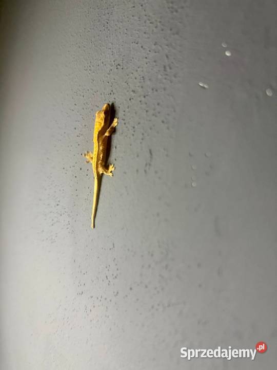 Młode gekony orzęsione Kraków