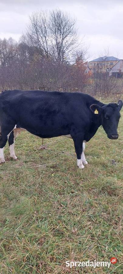 Krowa Kalinówka Królewska