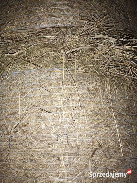 Siano suche i pogodne Radzyń Podlaski