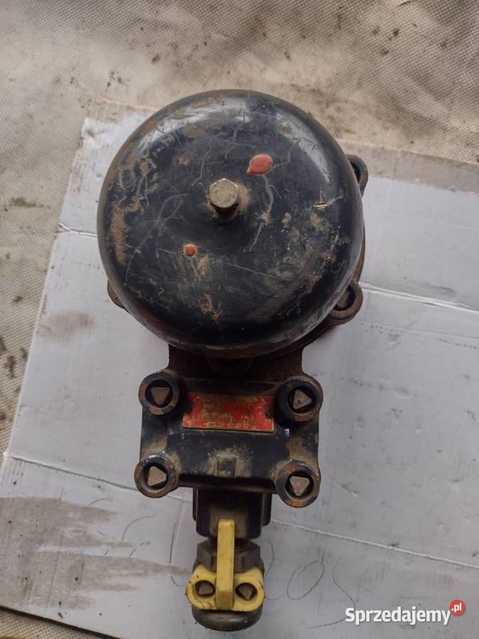 Dzwonek grzechotkowy Gołcza