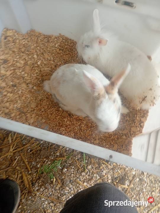 Mini króliczki karzełki i inne łódzkie Wrzesiny