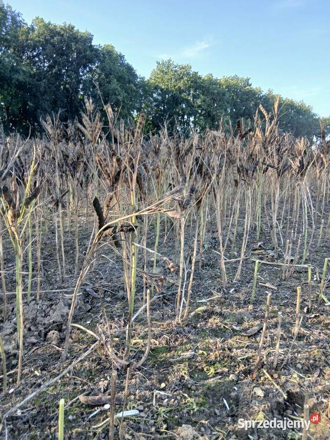 Sprzedam łubin Butan Rożnowo