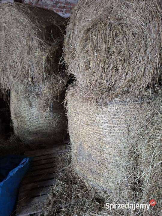 Baloty siana 2025 Płoszów