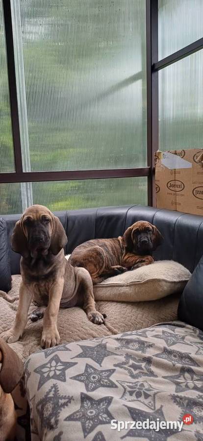 Szczeniaczki fila brasileiro Wieliczka sprzedam