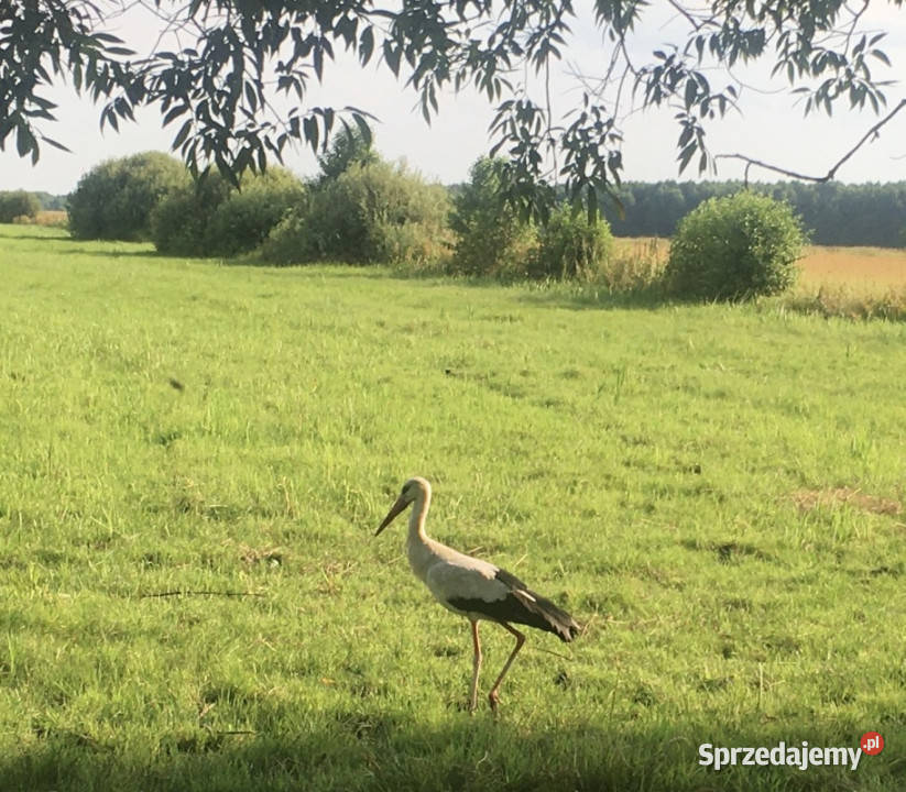 Działka pod zabudowę jednorodzinną 5057 m Mariew