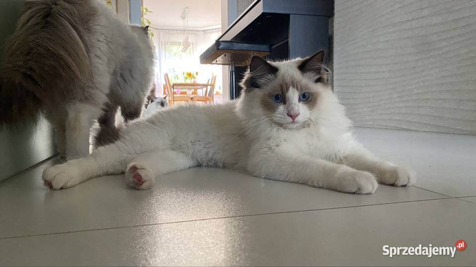 Kocurek Ragdoll gotowy do przeprowadzki 6 Tychy