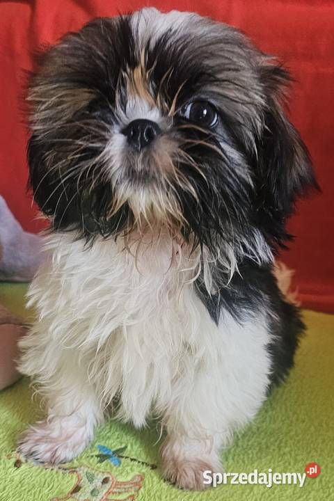 Shih Tzu dziewczynki Częstochowa sprzedam