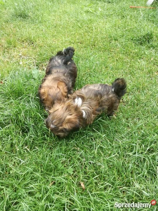 Szczeniaki mieszaniec shih tzu i york