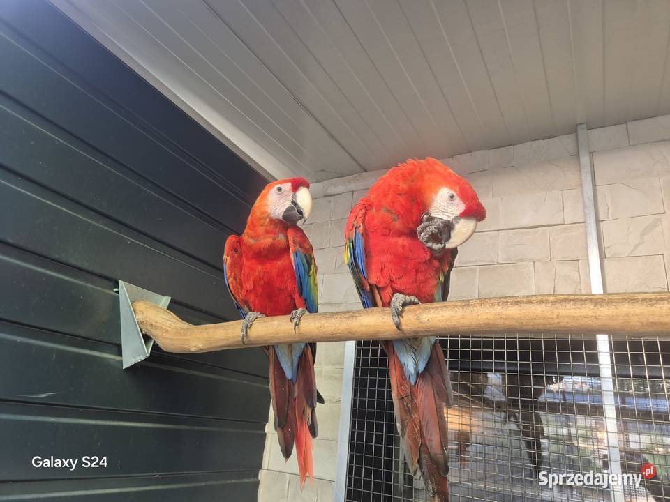 Ara Macao para Rakoniewice