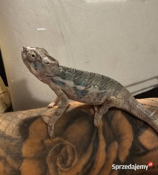 Kameleon lamparci mlode Koszalin