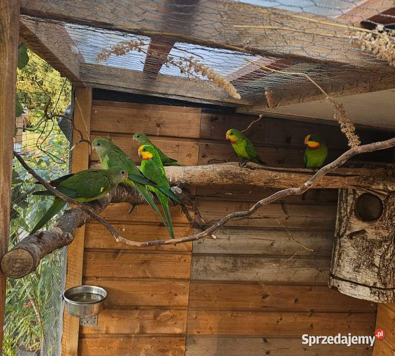 Sprzedam księżniczki tarczowe barabanda Poznań sprzedam