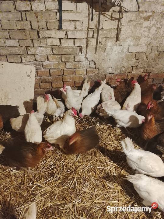 Kury nioski 30 tygodni leghorn Brzeźno