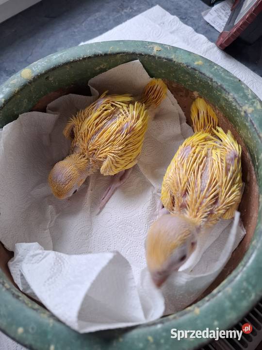 aleksandretty obrożne młode ręcznie karmione