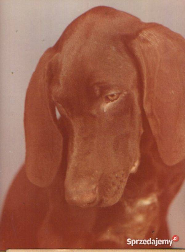 Kop pocz Zwirzaczki 3 poz