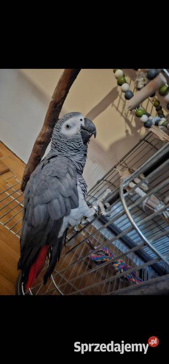 Papuga zako duza gadająca samiec zachodniopomorskie Koszalin