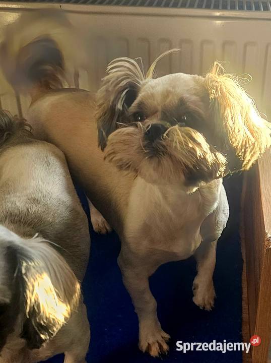 Shih Tzu śliczna tri color Wszystkie szczepienia Częstochowa