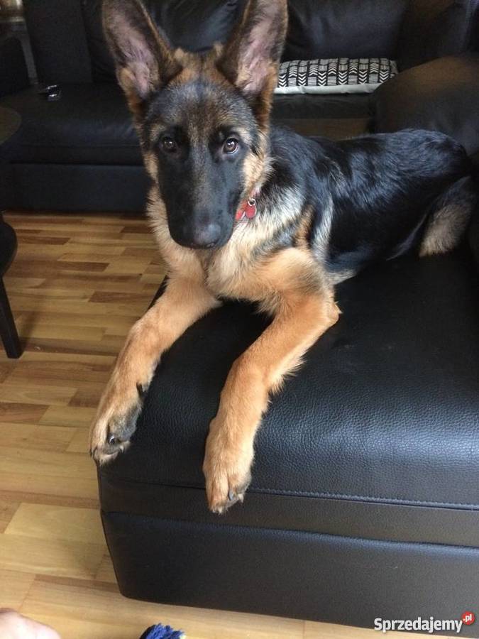 Owczarek niemiecki z rodowodem 6 miesięcy oddam Piaseczno