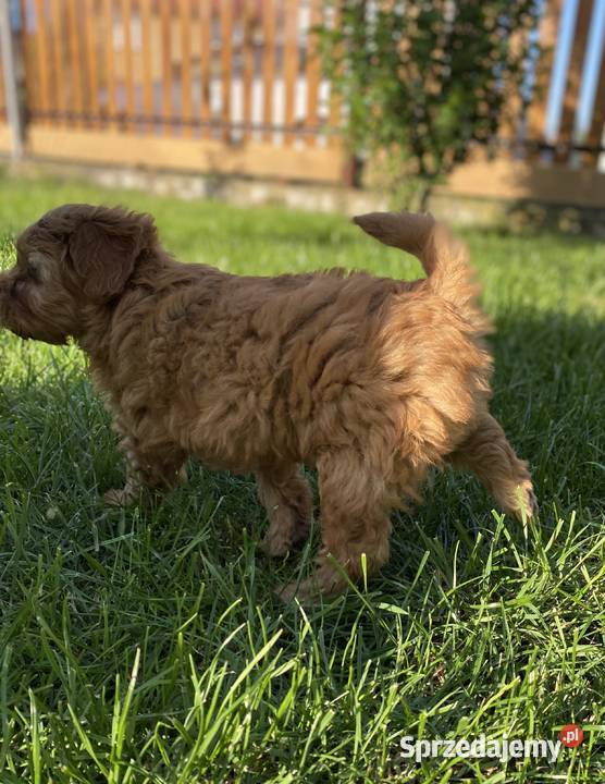 Piękny piesek Maltipoo Pozostałe Warszawa