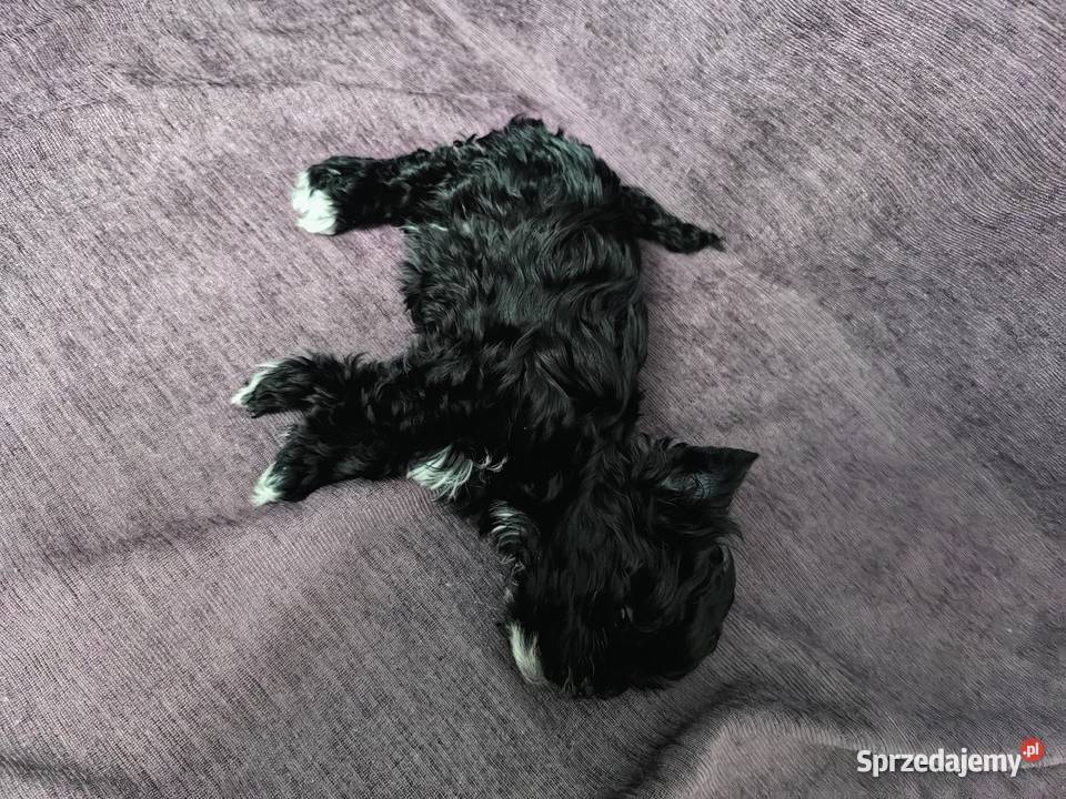 York piesek black czarny malutki Psy Siedlce sprzedam