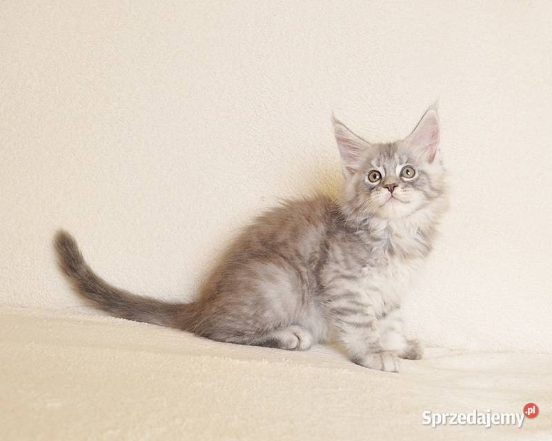 Przepiękny kocurek Maine Coon z rodowodem PZFWCF podlaskie Białystok