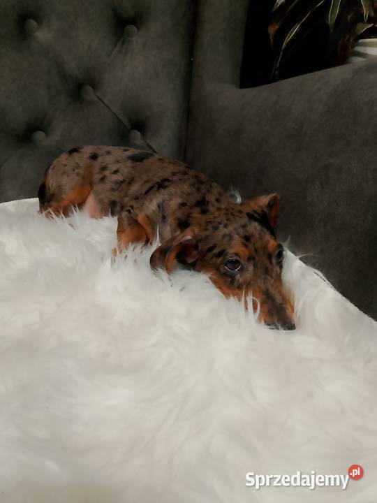 Jamnik merle piesek Żyrardów