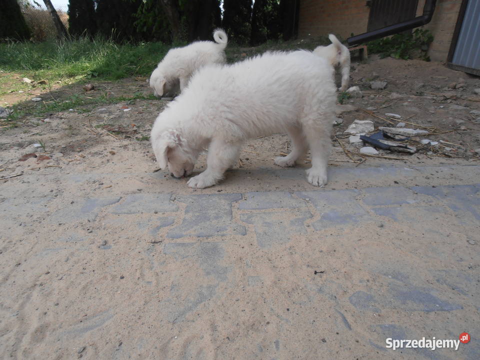 Owczarki Podhalańskie Owczrek Podhalański Turobin