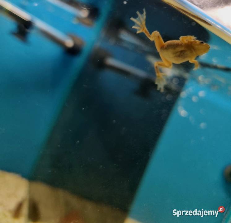 Karlik szponiasty Żaby akwariowe śląskie Rybnik