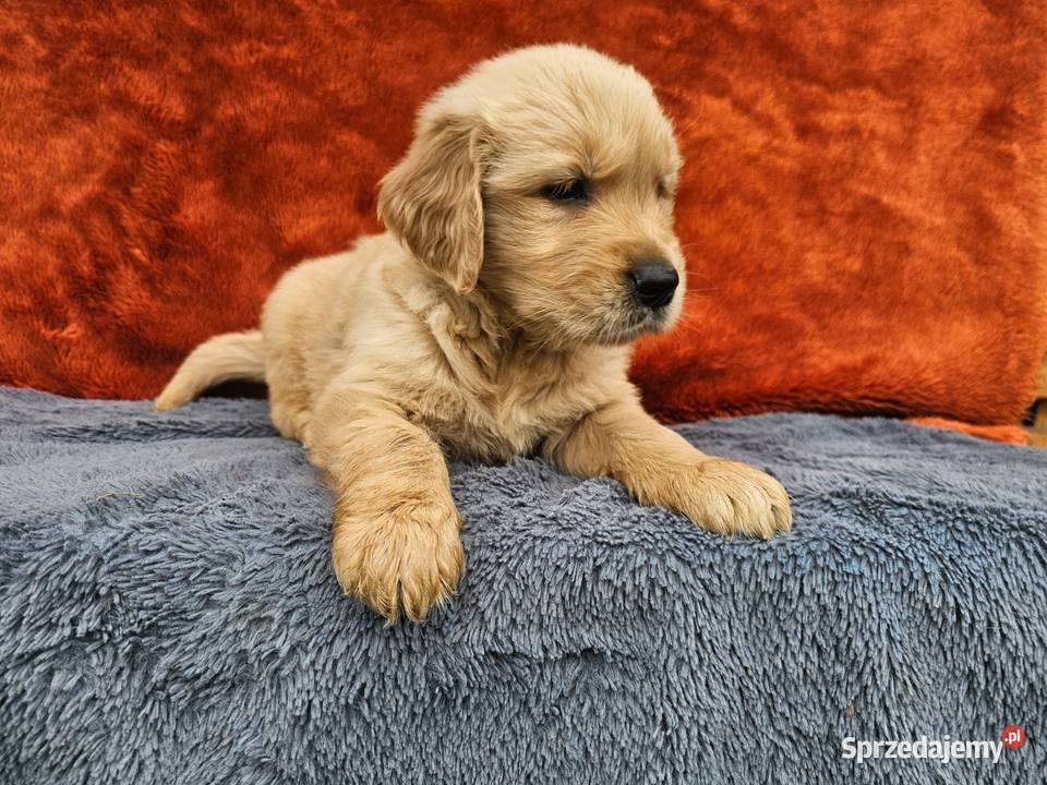 Golden Retriever złoty szczeniak