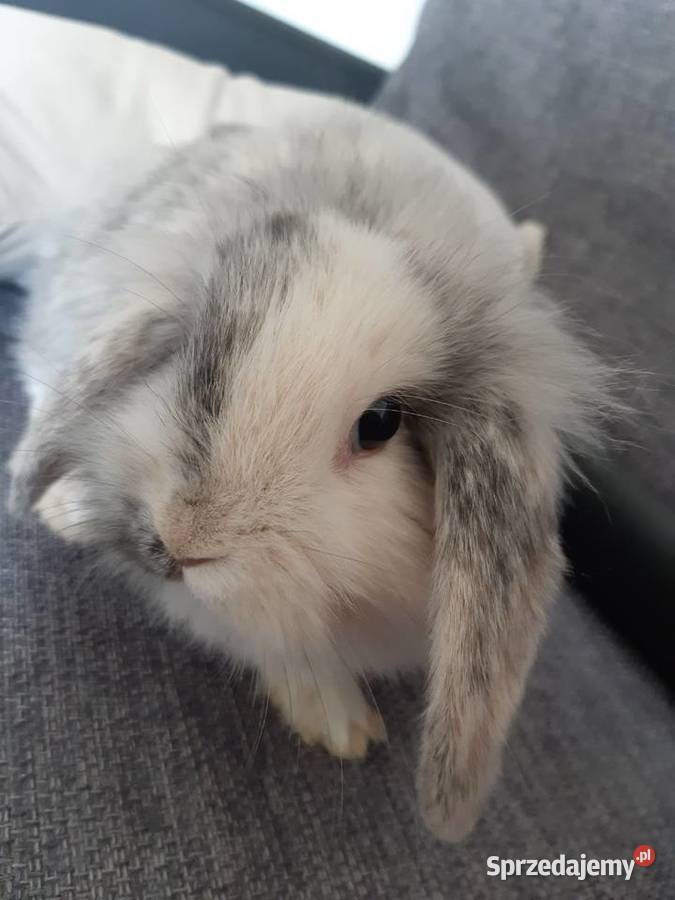 Królik mini lop karzełek długowłosy Katowice