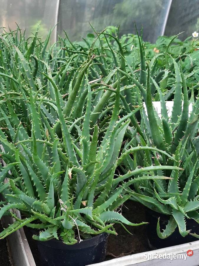 Rośliny ogrodowe i balkonowe Elbląg