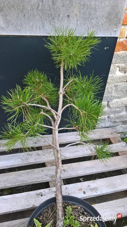 Ogrodowe Bonsai Sosna Czarna mazowieckie