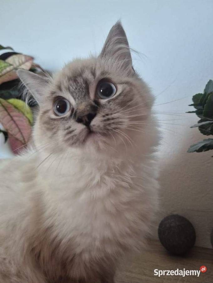 Ragdoll wystawowohodowlany Rzeszów