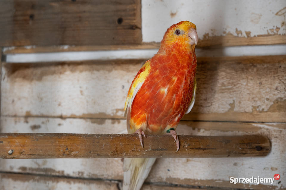 Świergoty para 20202022 Chmielnik