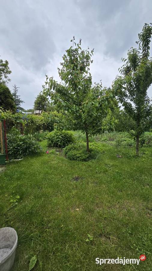 Mieszkanie dwupokojowe na parterze w kamienicy z Szczecinek