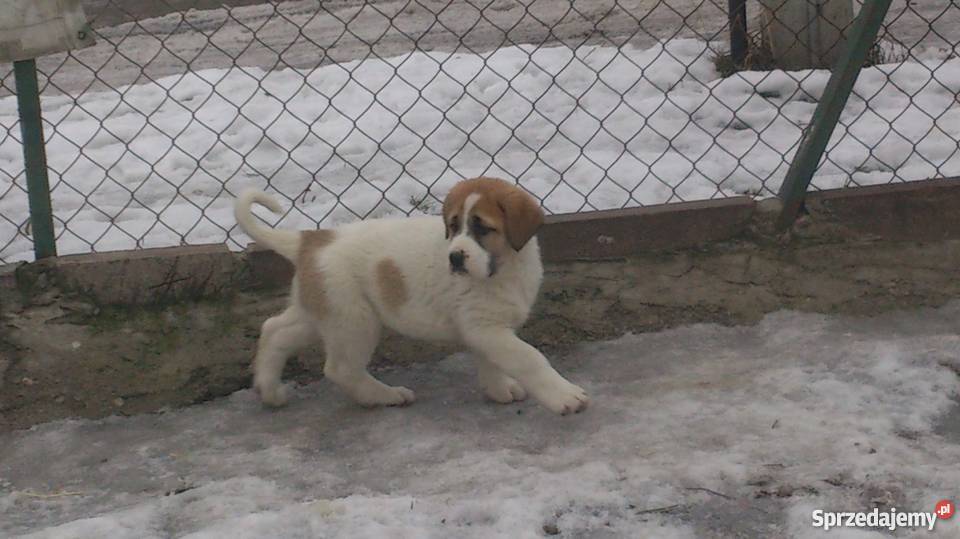 Owczarek środkowoazjatycki Lublin