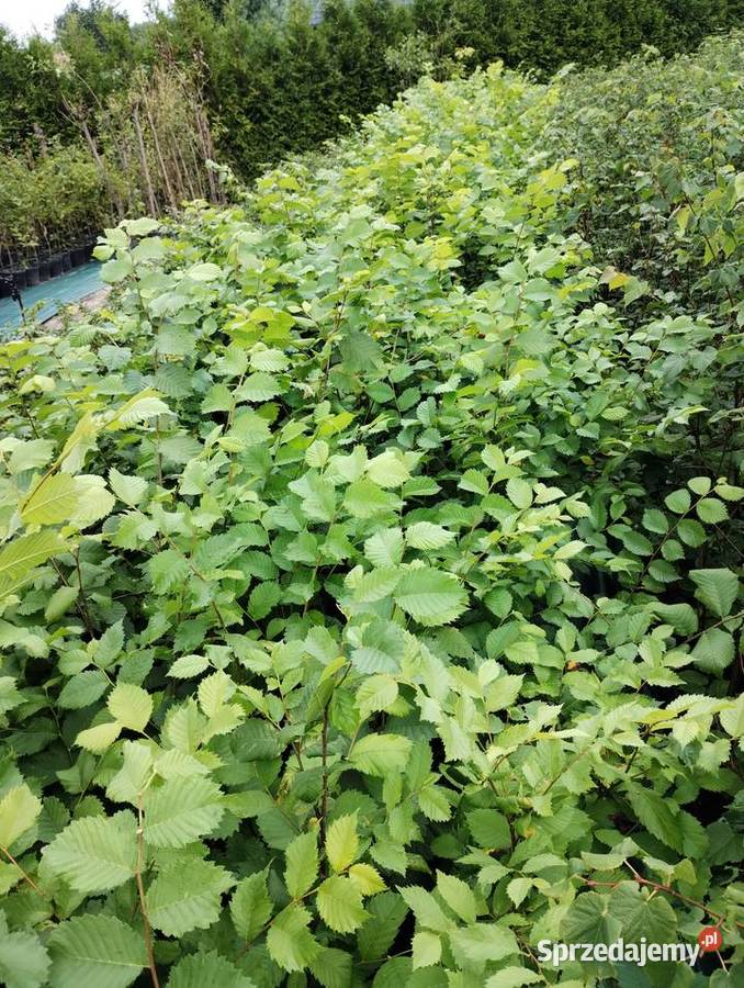Wiąz szypułkowy sadzonki w doniczkach Ulmus Buczków sprzedam