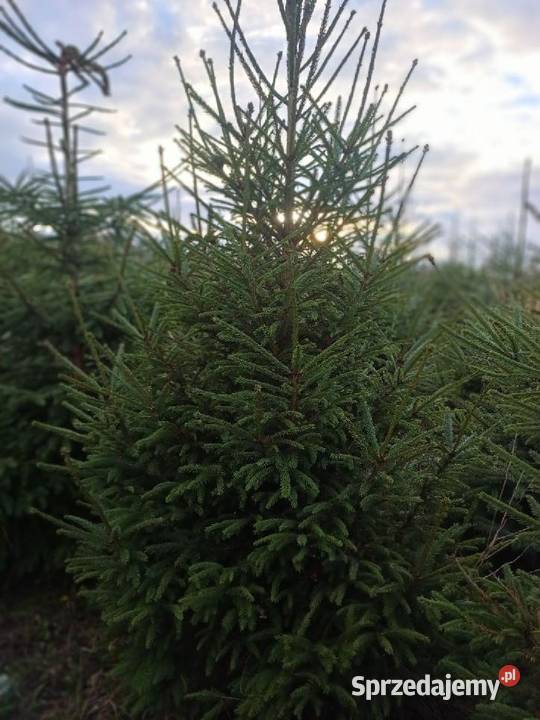 Choinki hurt Legnica