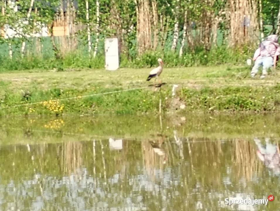 Działka Sulechów sprzedam