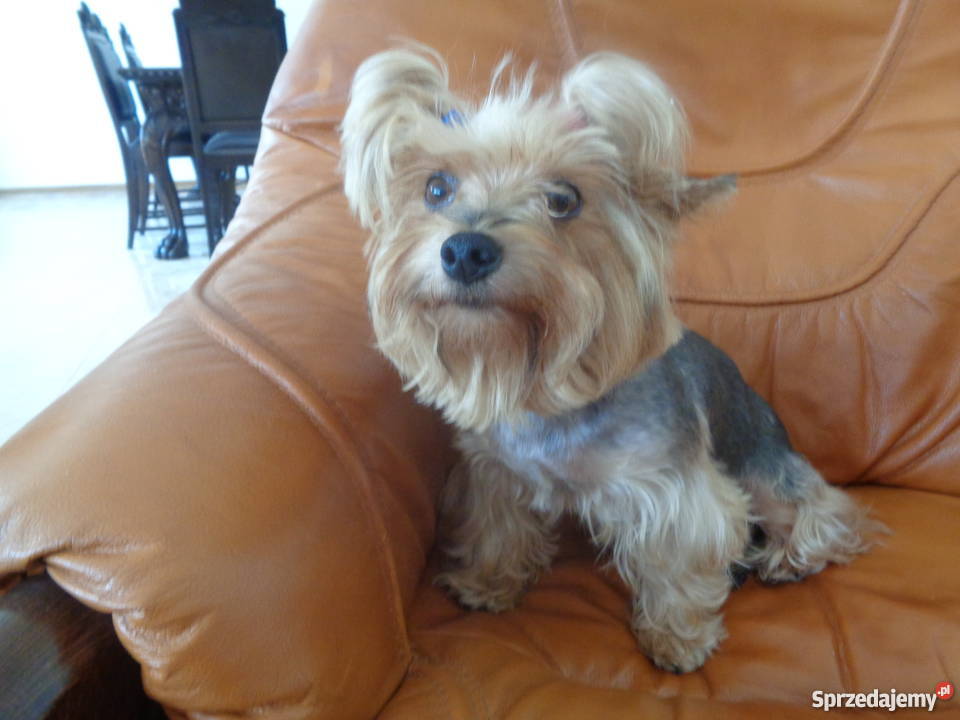 York dorosła sunia wysterylizowana Radomsko