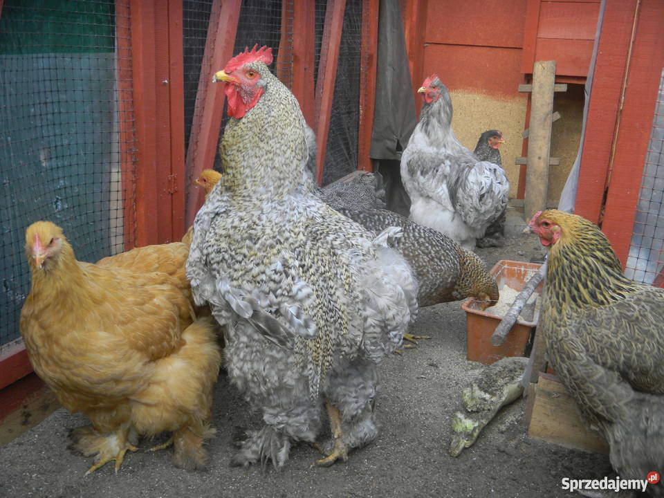 Kochin Olbrzymi różne kolory czysto rasowe młode Konin