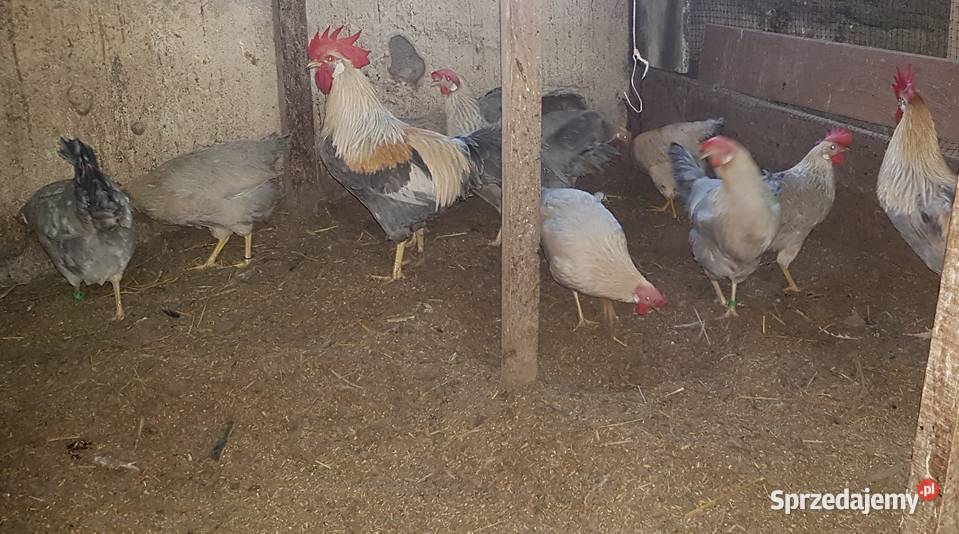 jajka legowe włoszka lawendowa i inne Ptaki Nieborów