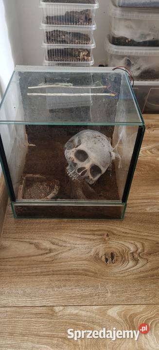 Terrarium 30 3030 z czaszka śląskie Gliwice sprzedam