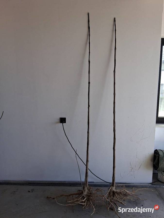 Modrzew klon jawor i pospolity katalpa morwa sprzedam