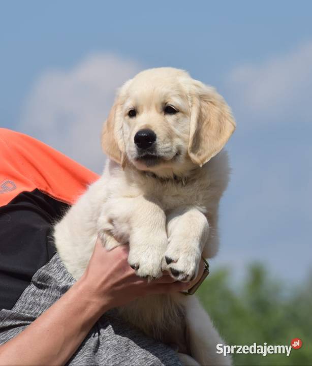 Golden Retriever Zkwp fci